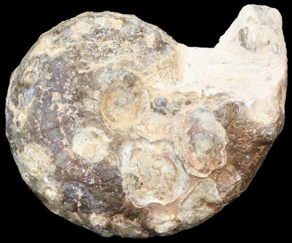 Mammites Ammonite - Goulmima, Morocco #44635